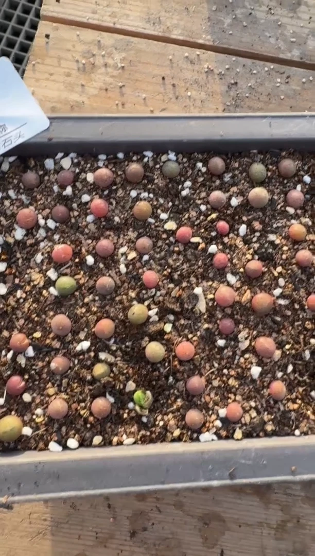 【闪购商品】3-72一颗