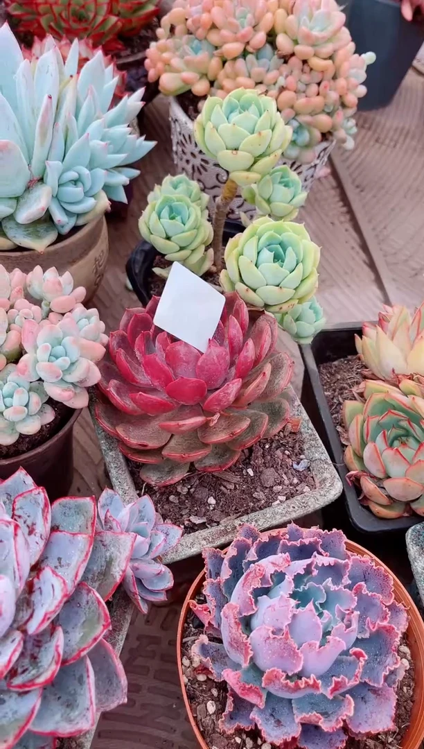 25114多肉植物一物一拍