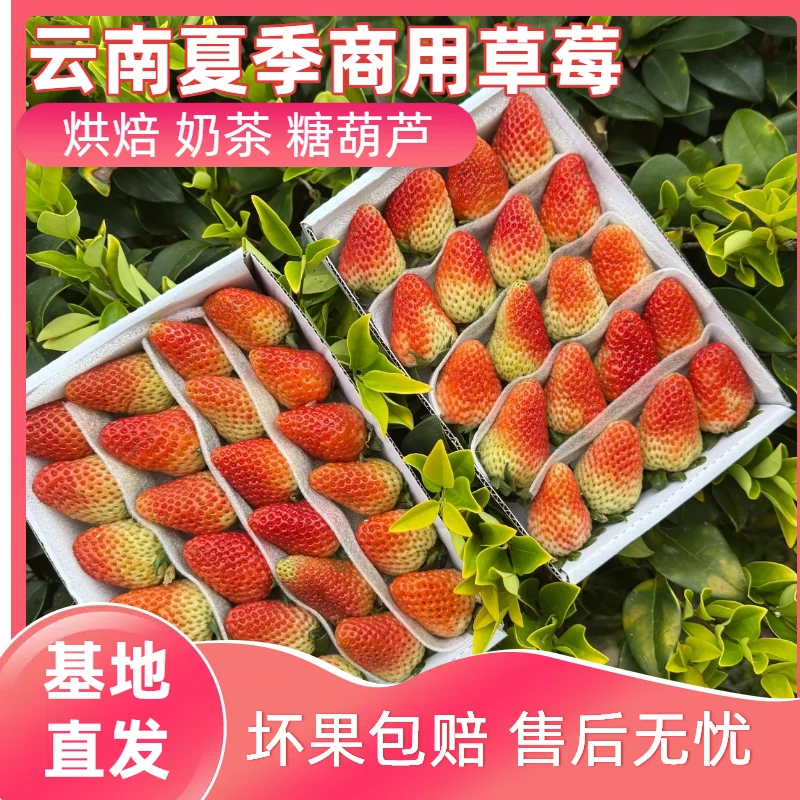新鲜草莓（商用酸草莓）