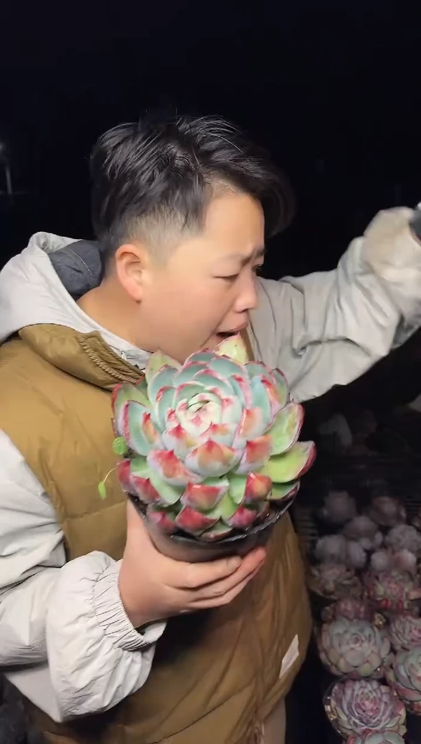 露养区第一棚老货惊鸿挑大的9.99