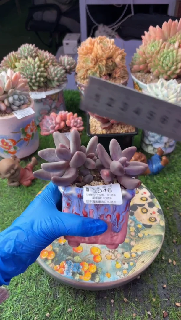 昆明印象多肉3046