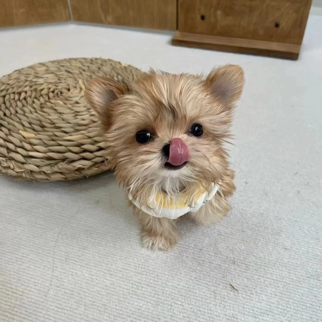 仙贝家萌系小体约克夏宠物狗狗陪伴犬活体全款