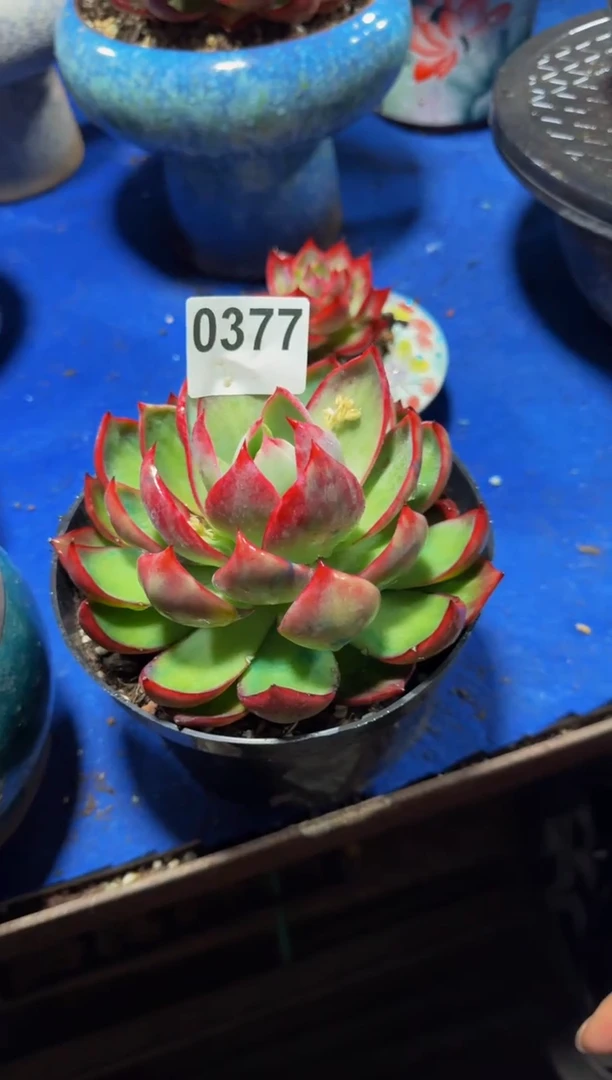 【闪购商品】A0377惊鸿仙子