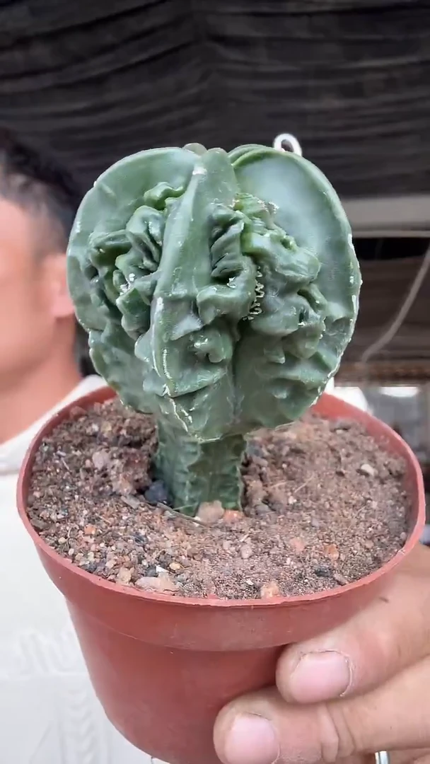 实生核桃16.99