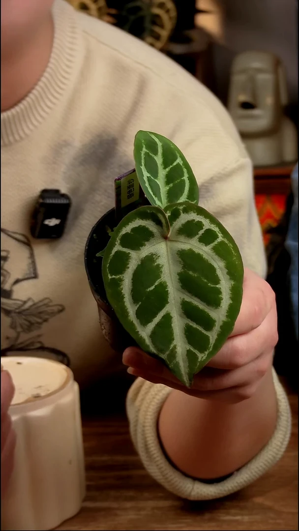 不开花植物银色面纱（小苗）