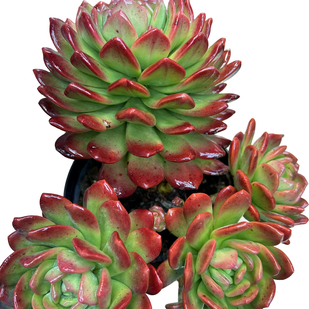 （大拉萨）整桩老桩飘枝妖装法师缀化单头捧花整群盆栽盆景