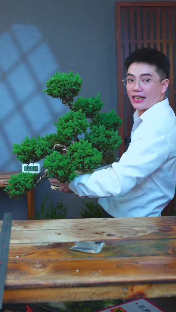 无花朵 一物一拍所见即所得的黄山迎客松盆景