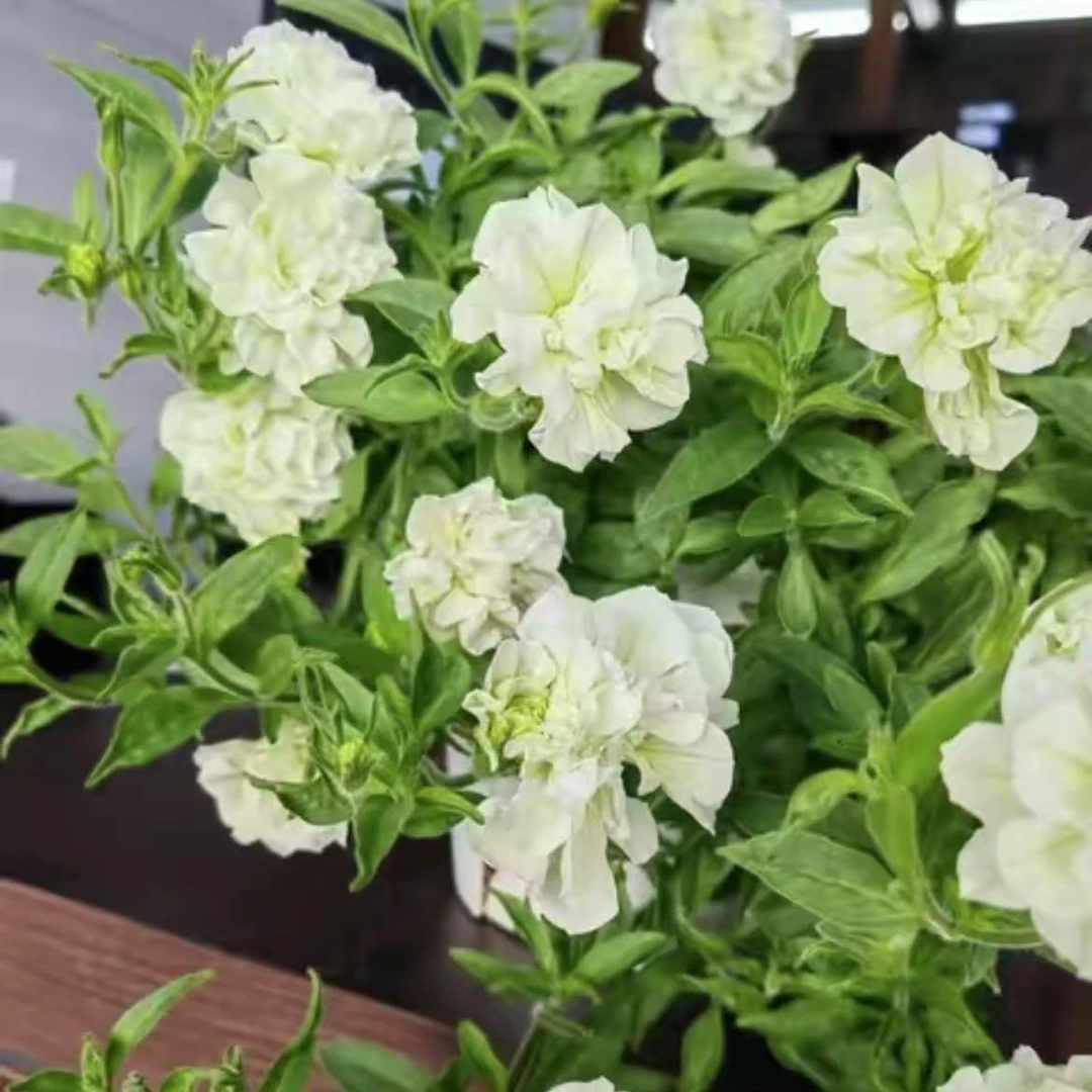 矮牵牛（伊丽莎白）-150#盆盆栽带花苞-1