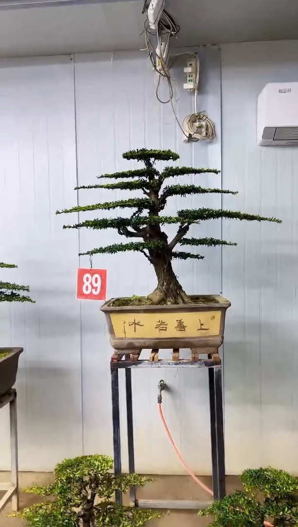 无花朵一物一拍，所见即所得