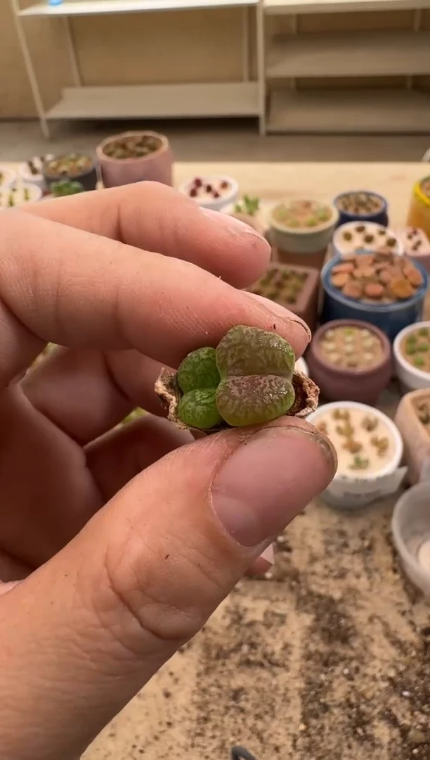 疯狂的多肉石头30-123