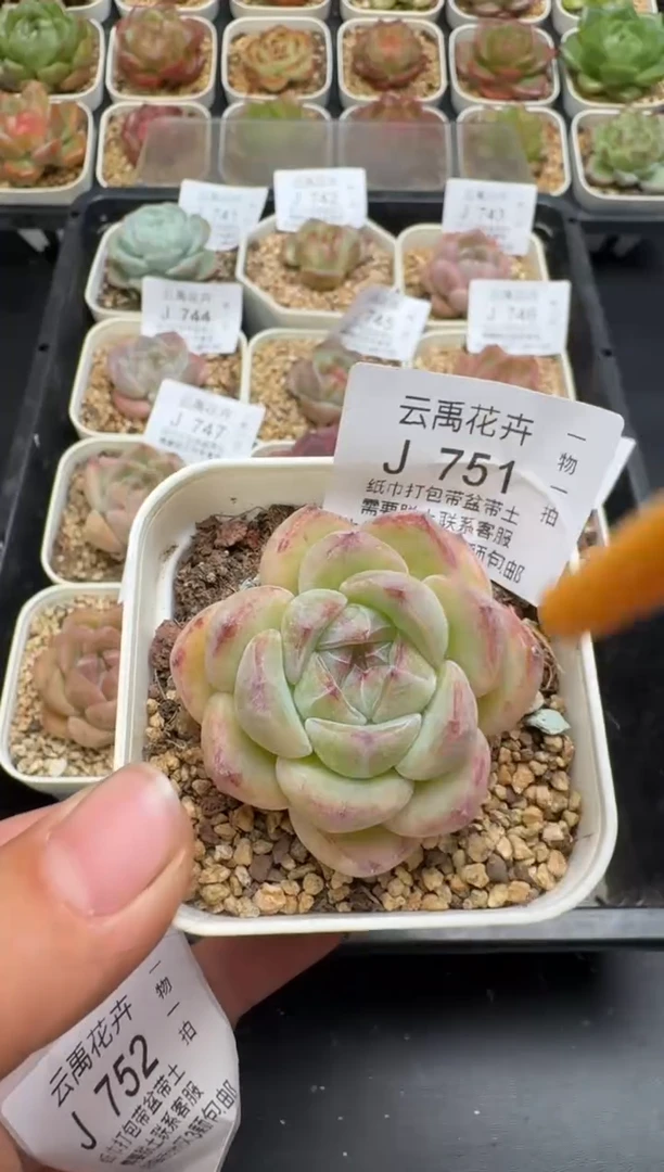 751J云禹多肉植物 带盆土纸巾打包 当天拍3颗包邮
