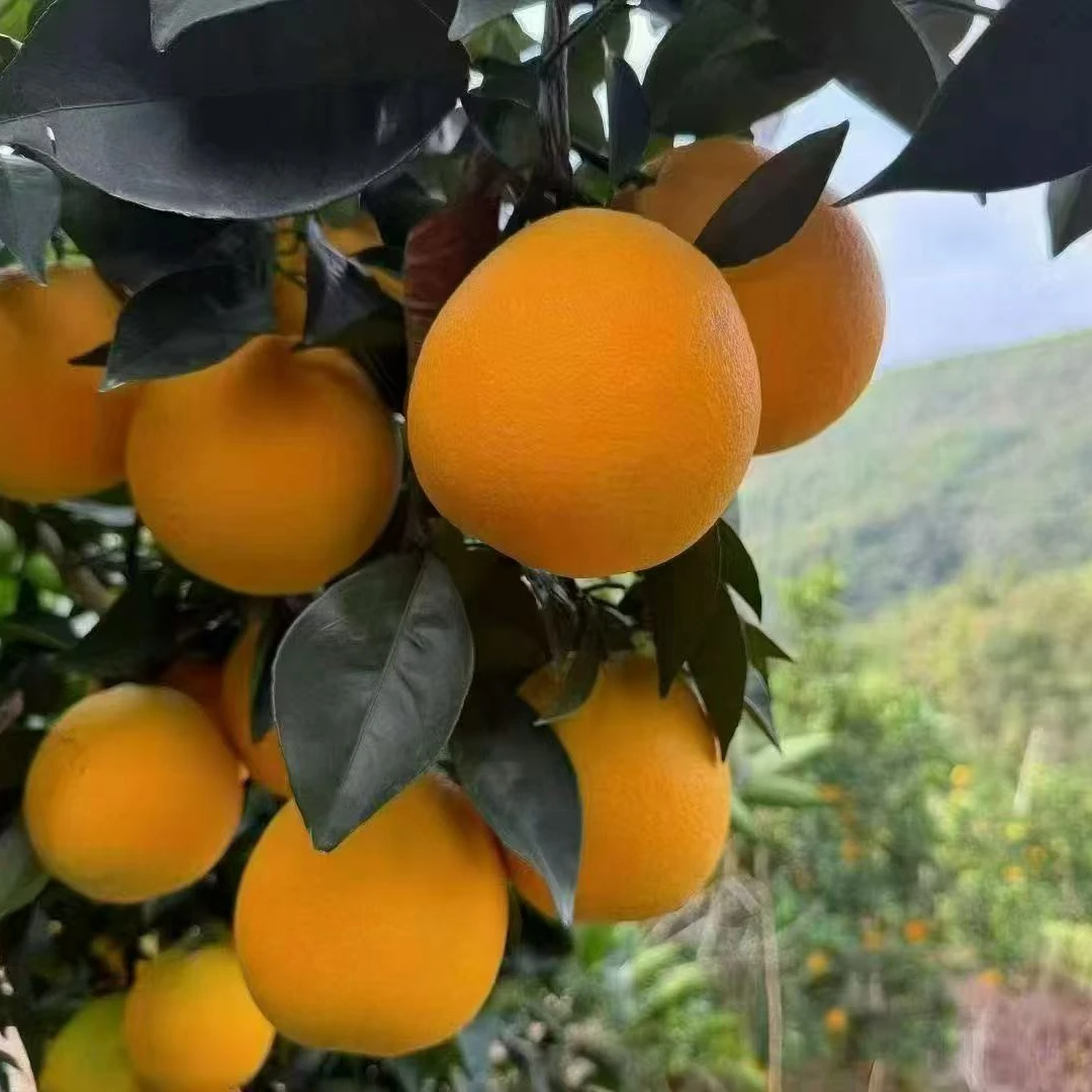 【鲜嫩多汁】正宗赣南脐橙产地直发秋冬果汁橙香浓郁绿色榨汁果