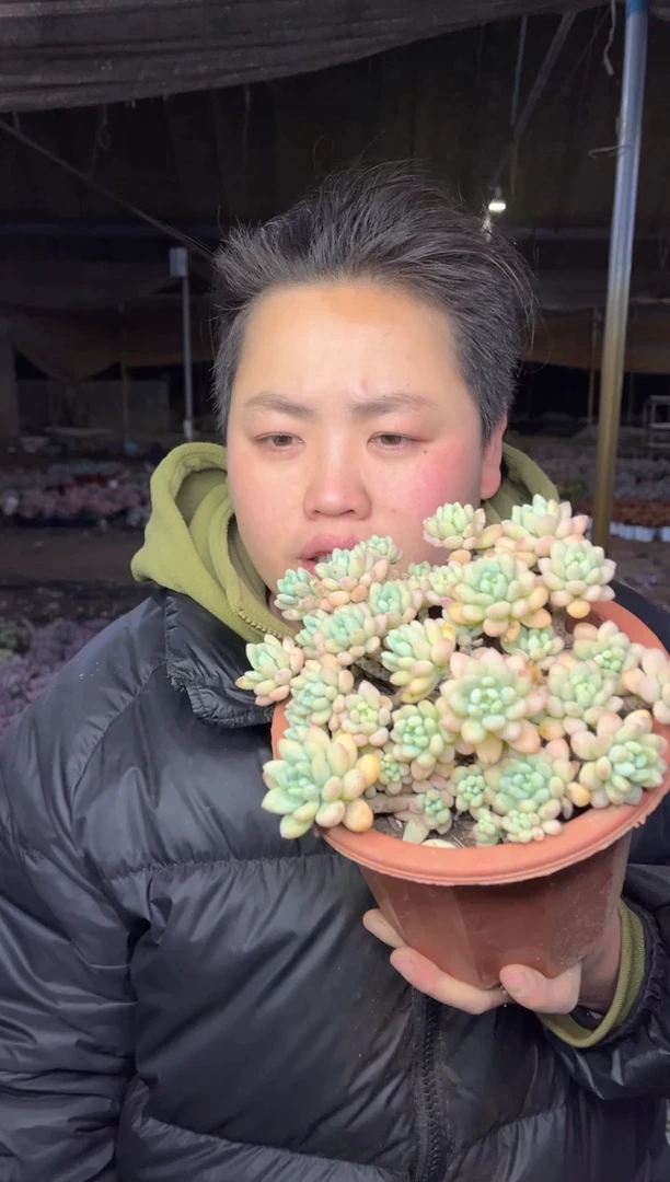 【闪购商品】89-红盆洛可可6.8