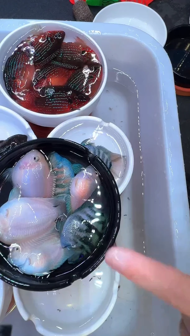 鹦鹉鱼4条送2条备损