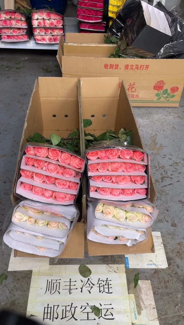 小白兔20枝+戴安娜20枝