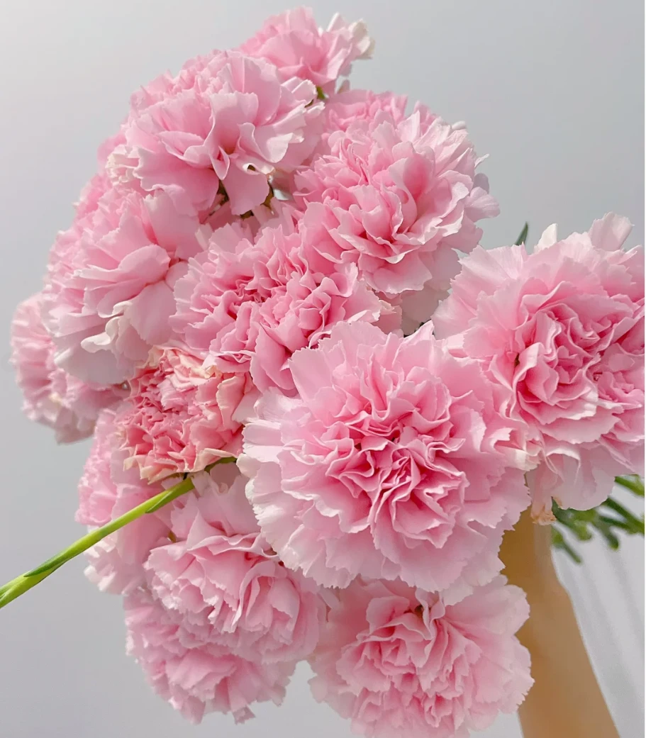 【植此花家】粉色康乃馨  生活鲜花  昆明基地直发