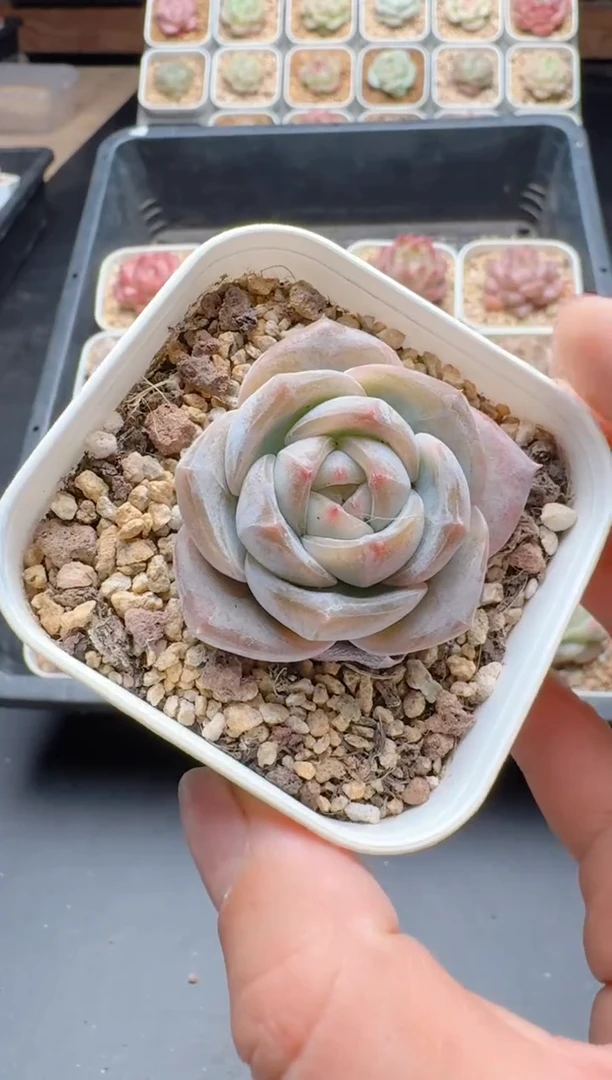 【闪购商品】716A多肉带盆土6.5杯当天拍3颗包柚