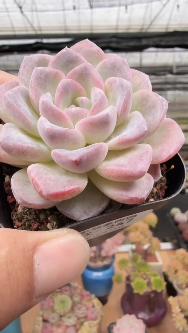 东云多肉园新款-247