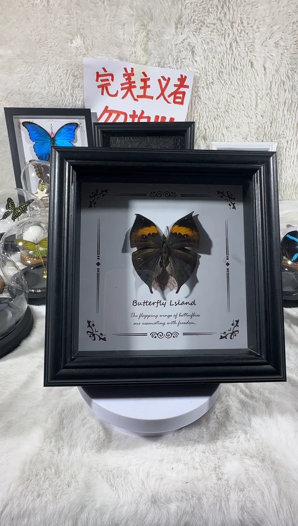 木枯叶蛱蝶相框