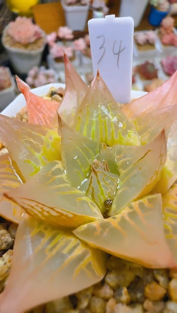 【闪购商品】福—462—仙农（锦鲤）