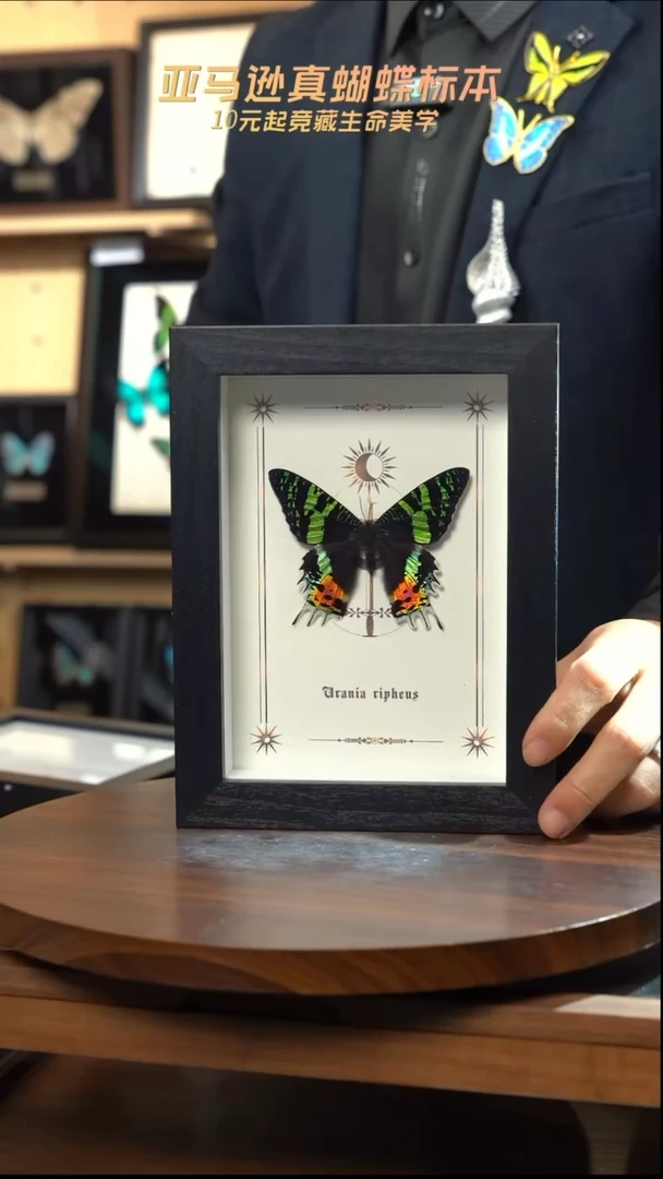 太阳蛾款7寸竖框