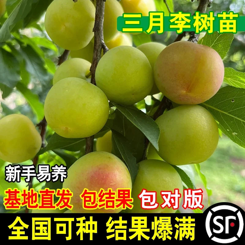 早熟嫁接李子树苗正宗三月李树苗青脆三月脆李子果树苗南北方种植