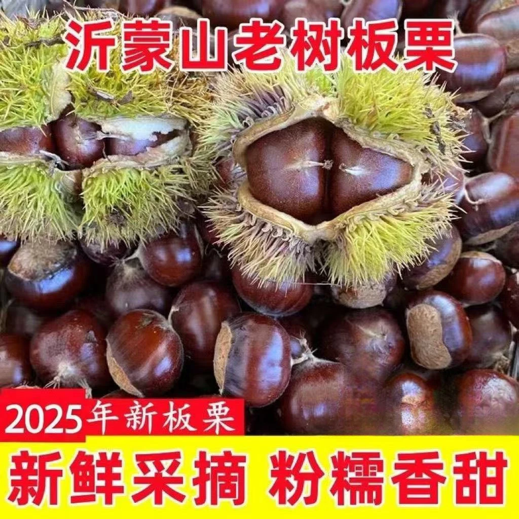 2025正宗山东沂蒙山老树油板栗子野生毛栗子粉糯香甜顺丰包邮板栗老树油板栗