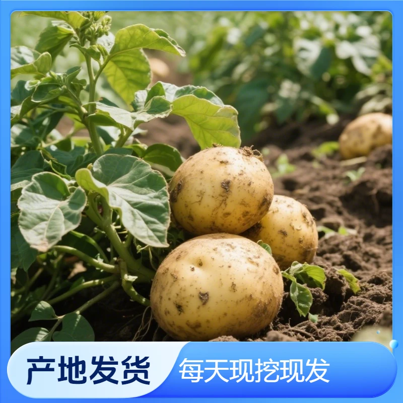 贵州土豆品种黄皮黄心土豆贵州黄心土豆土豆农家新鲜土豆新鲜