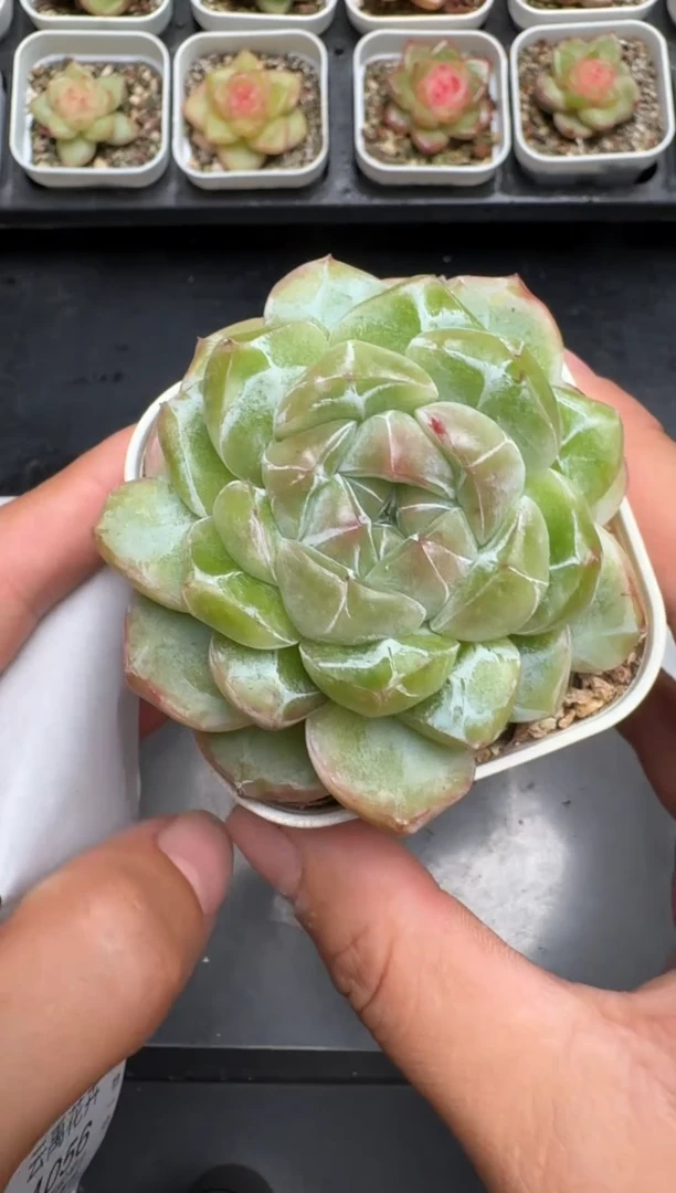 054M当天拍3颗包柚 带盆土纸巾打包 云禹花卉 珍妮多肉植物