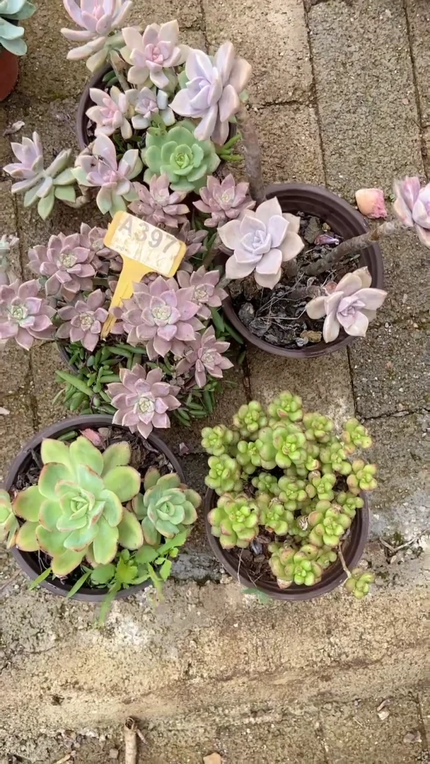 A397购清风花木兰多肉组合脱土发货