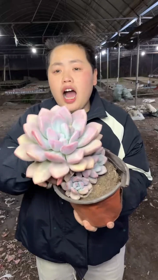 【闪购商品】17-单头爆崽起奥普4.8