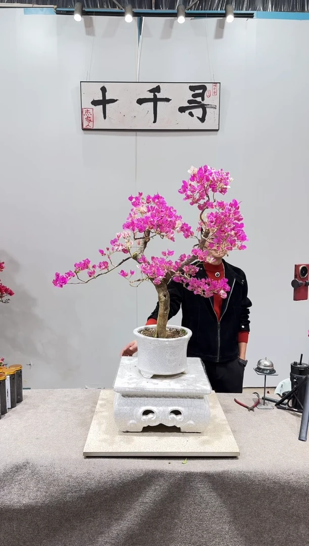 完全开放漳红缨三角梅
