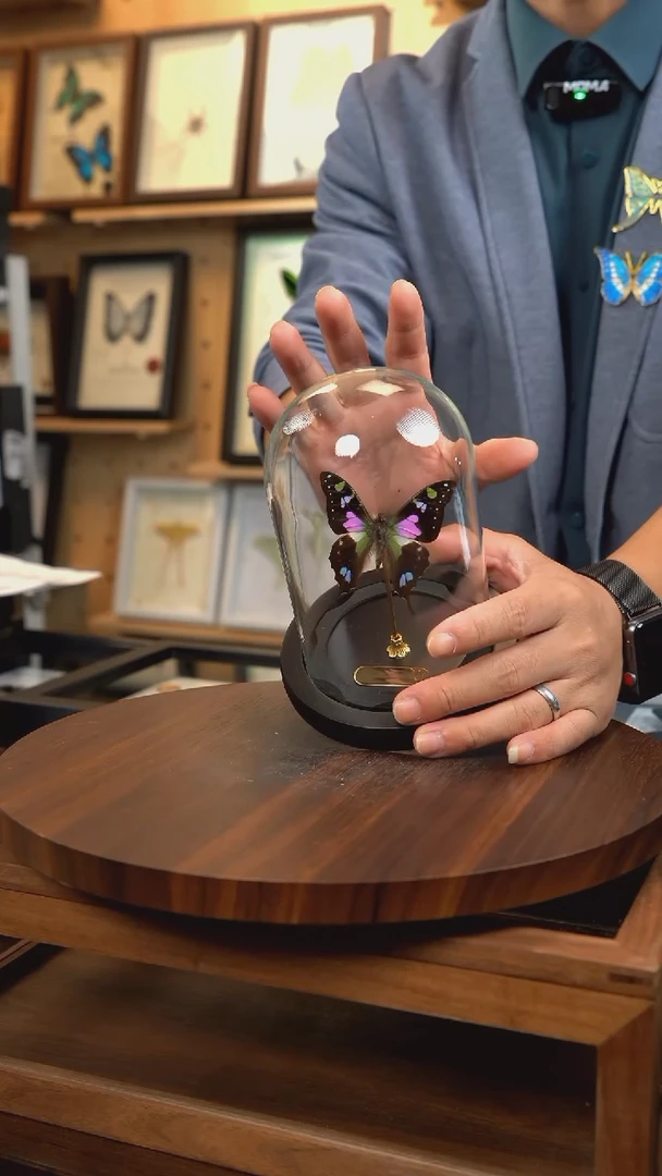 玫瑰青凤蝶小号玻璃罩