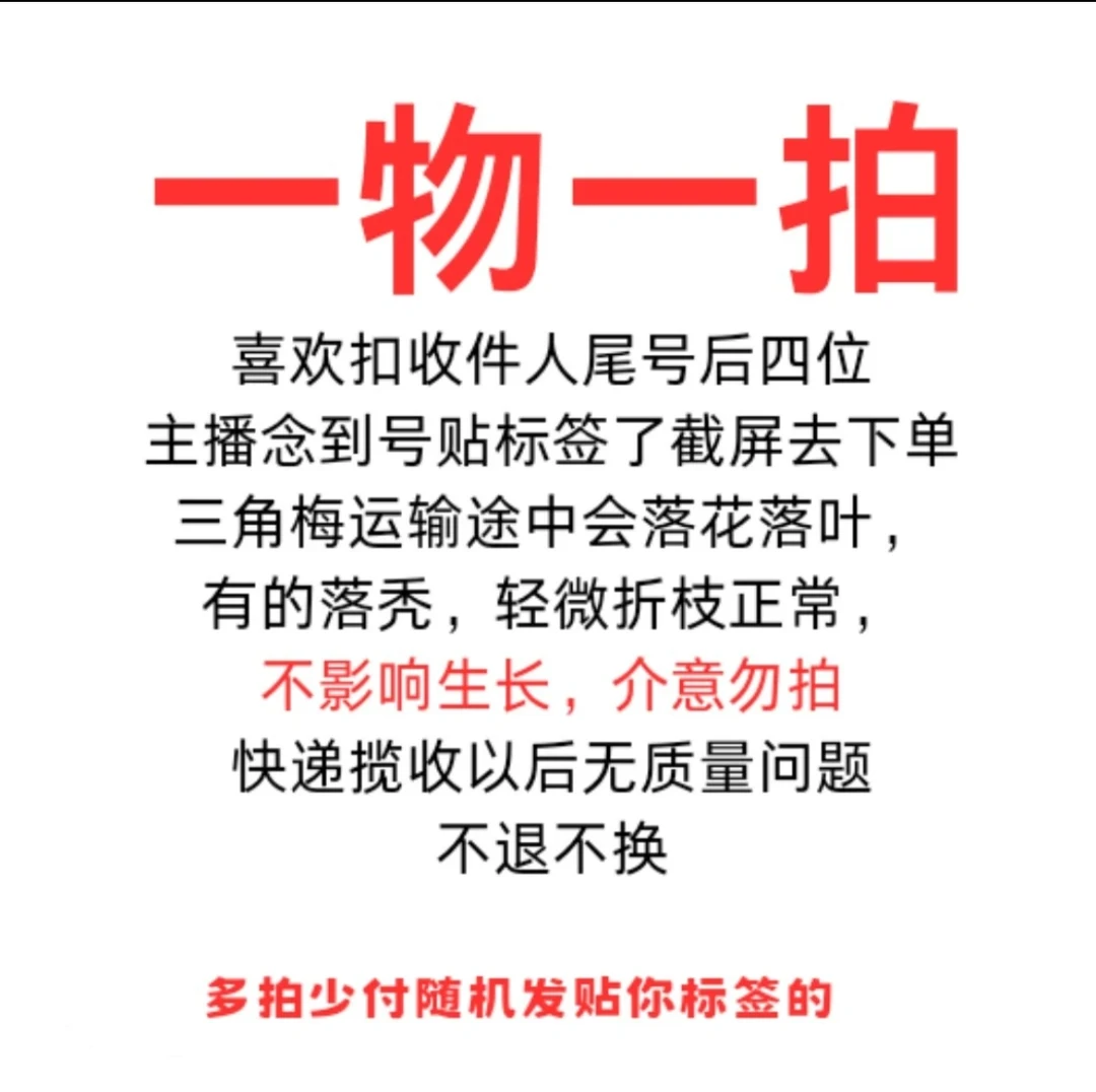 （精品彩色三角梅山茶花一物一拍）掉花掉叶正常介意勿拍不售后
