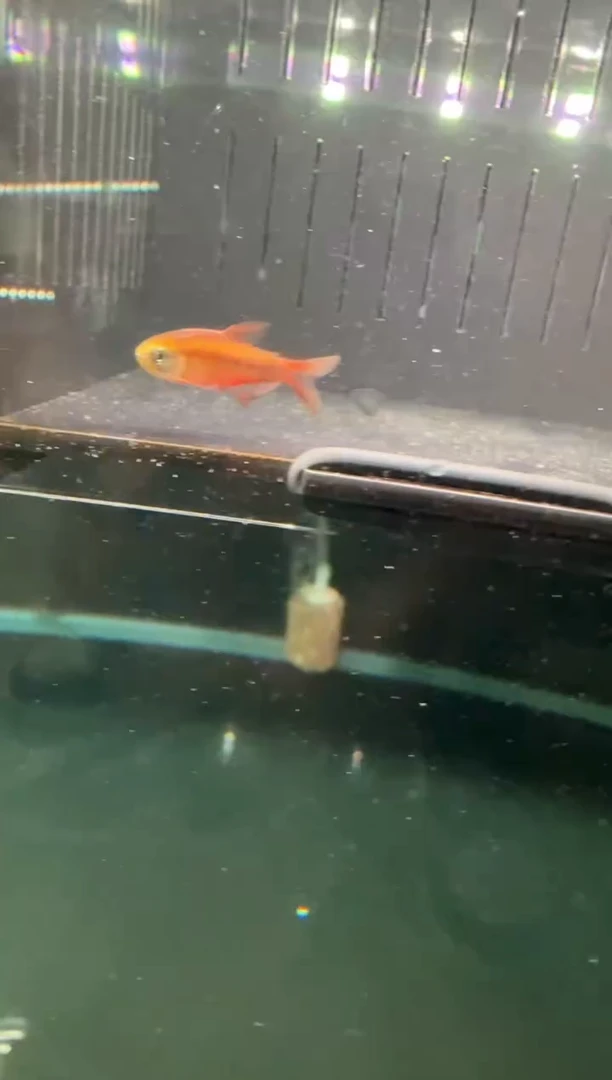 灯科鱼杨*超级红魔鬼1条