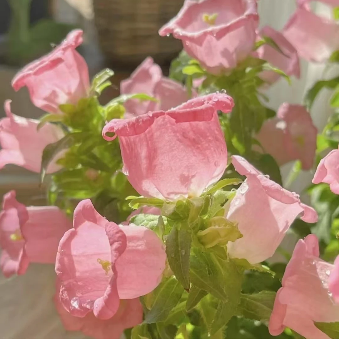 【酒杯风铃草】盆栽庭院阳台爆花强宿根草本花卉新手易养护多季开花