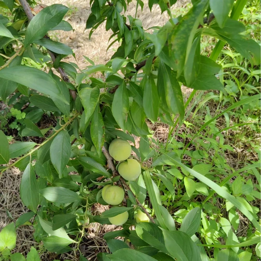 【竹邮助农】大竹石桥铺脱骨李带箱5斤