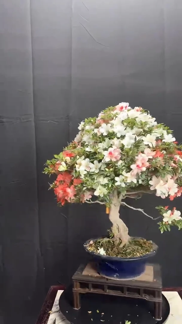 全部花朵松波皋月杜鹃