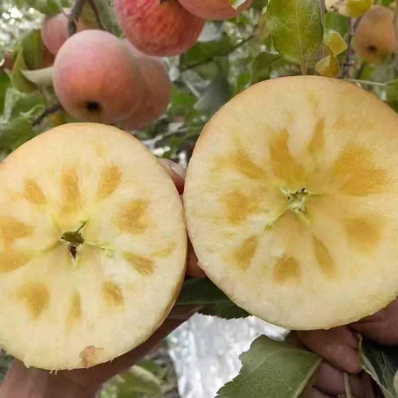 【京东发货】新鲜采摘新疆阿克苏冰糖心苹果红富士脆甜多汁