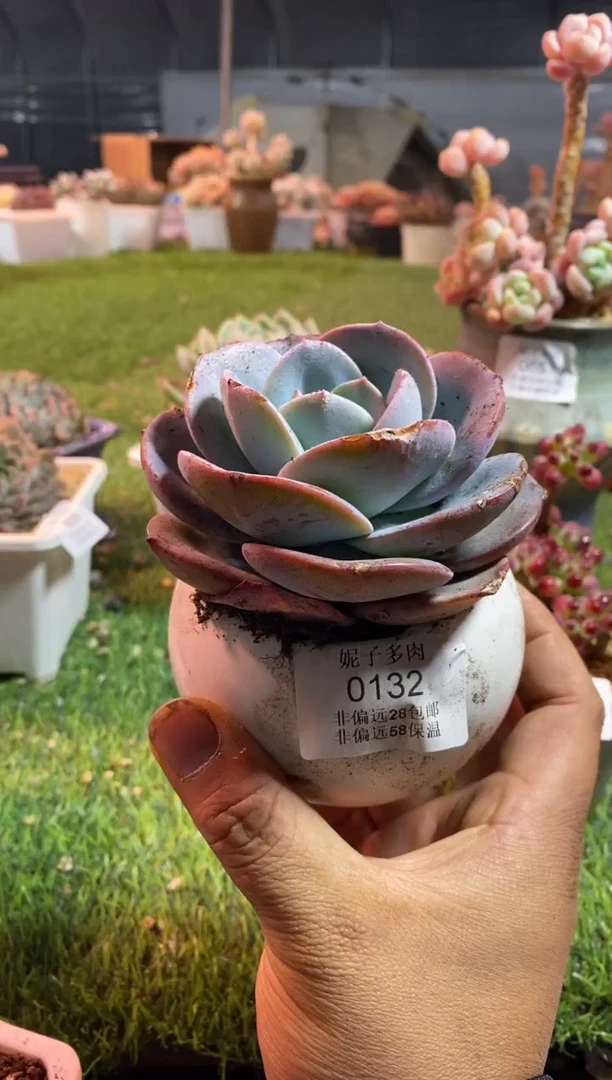 【闪购商品】布鲁蓝0132aaaaa