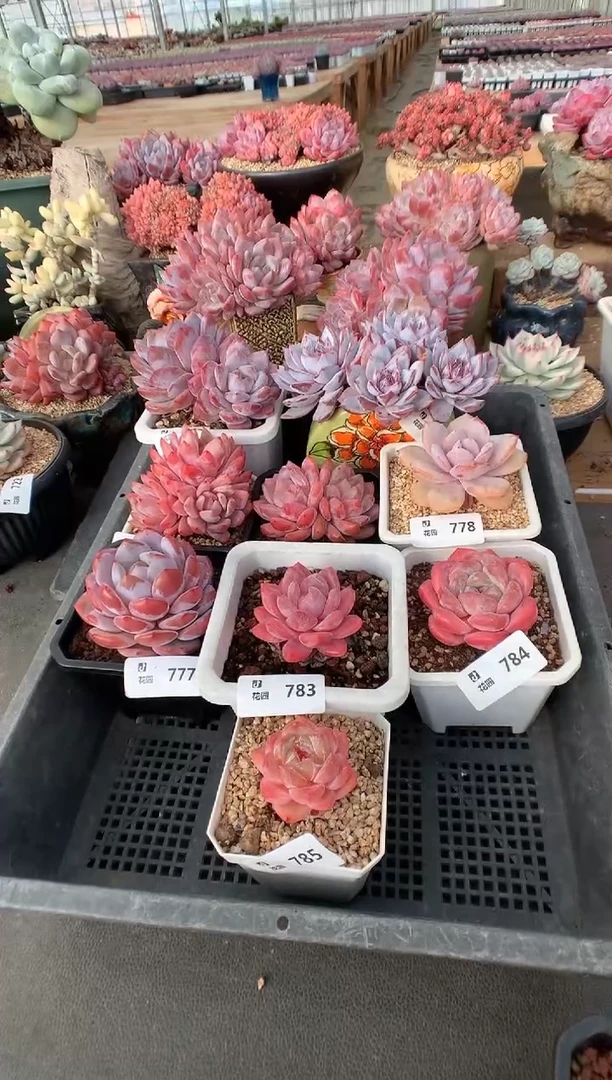 786星影一物一拍