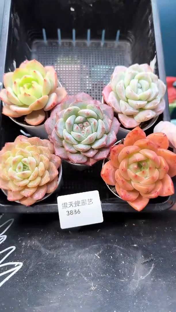 3886    多肉5   颗