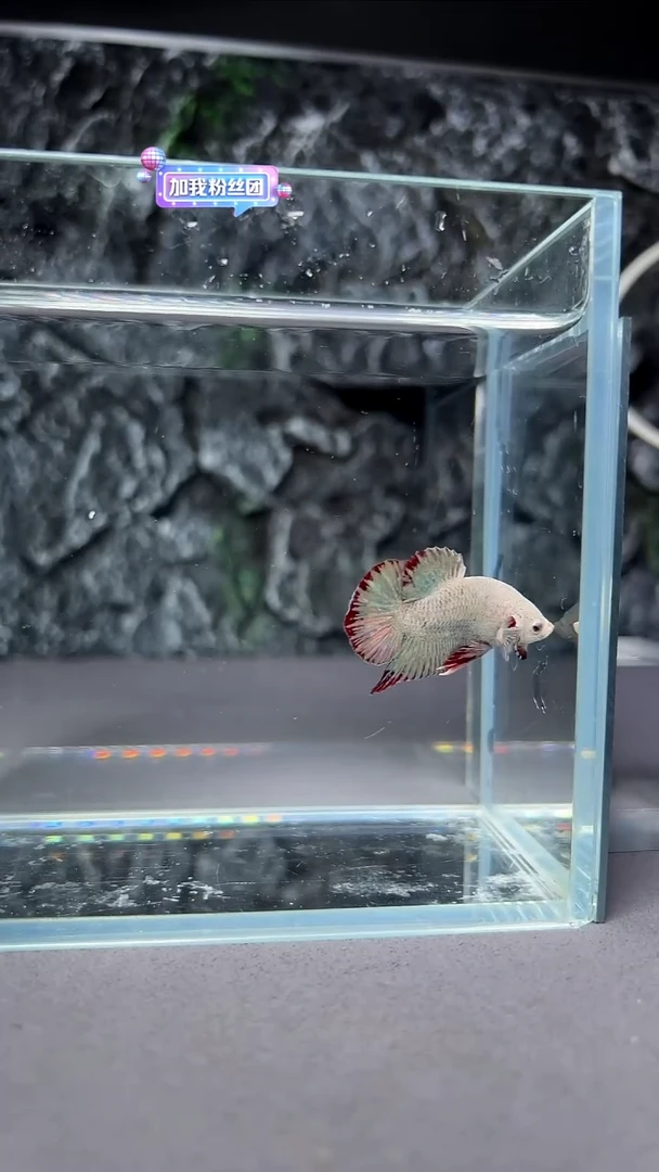 斗鱼竞拍链接A058