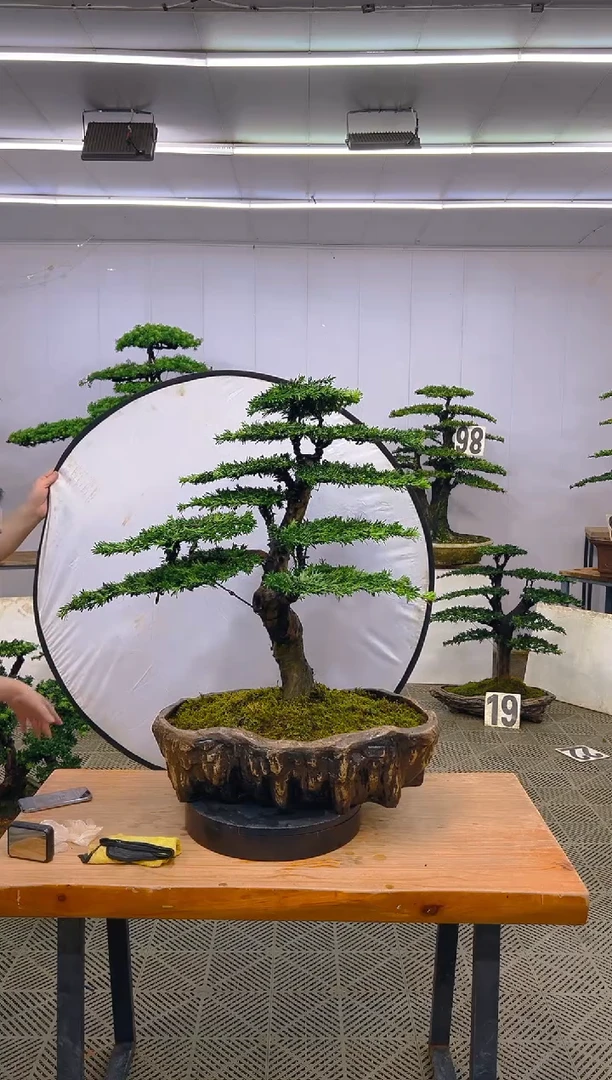 无花朵一物一拍一物一拍