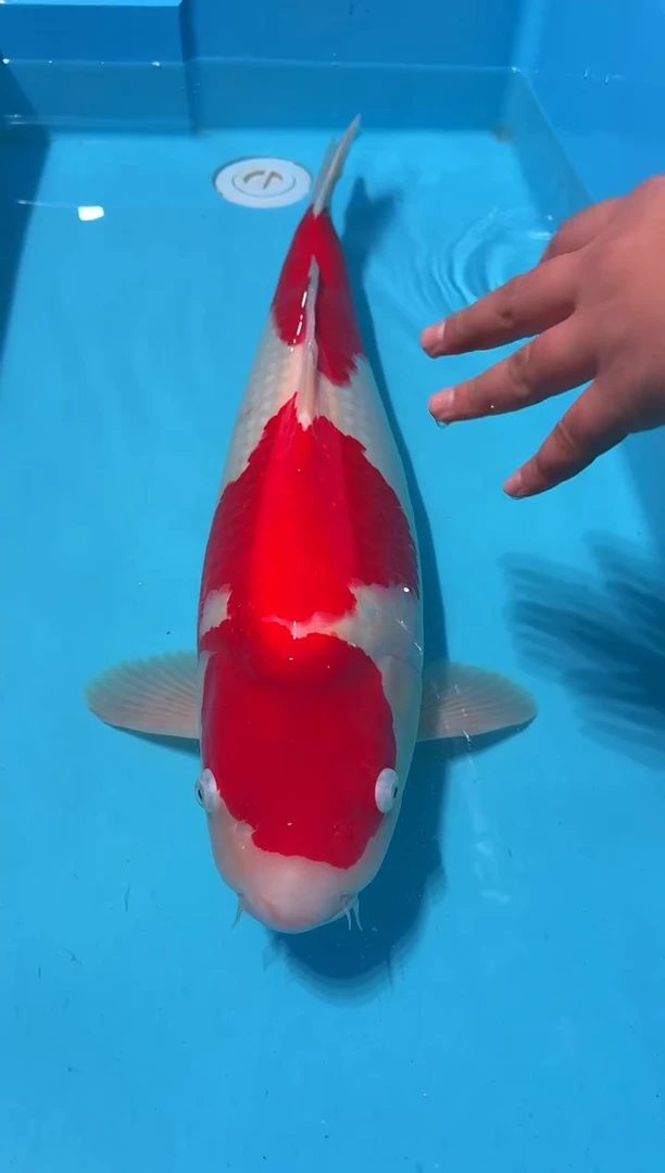 锦鲤百*红白 67cm