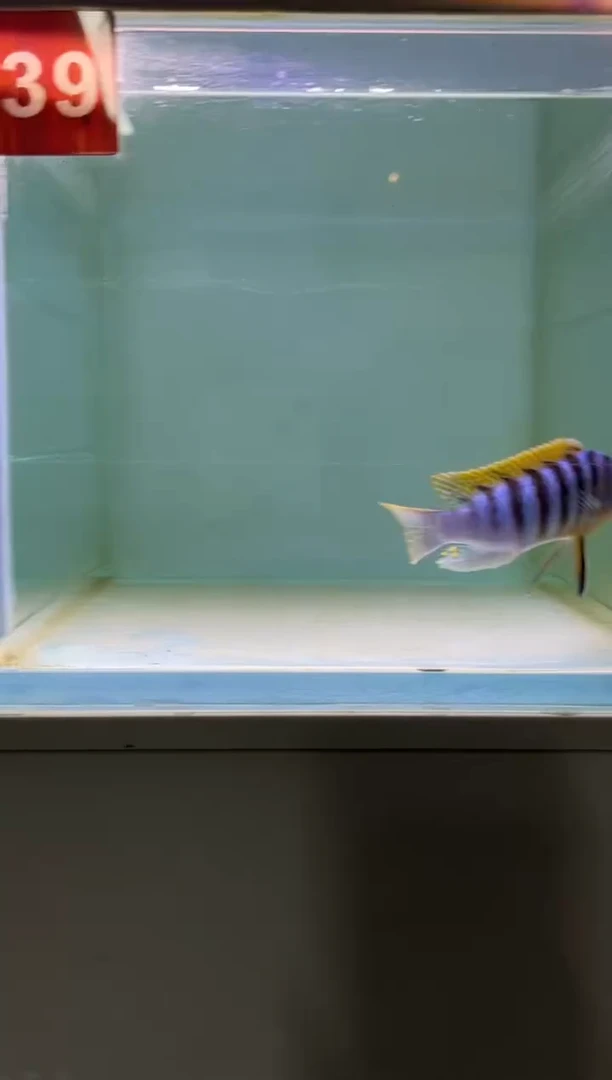 慈鲷鱼野生三湖慈鲷
