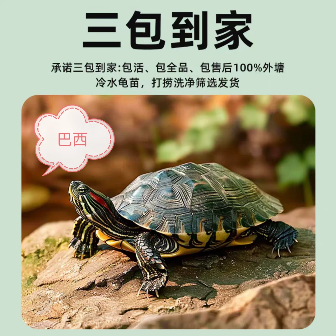 巴西，西锦火焰甜甜圈地图龟网红活物宠物观赏招财深水龟