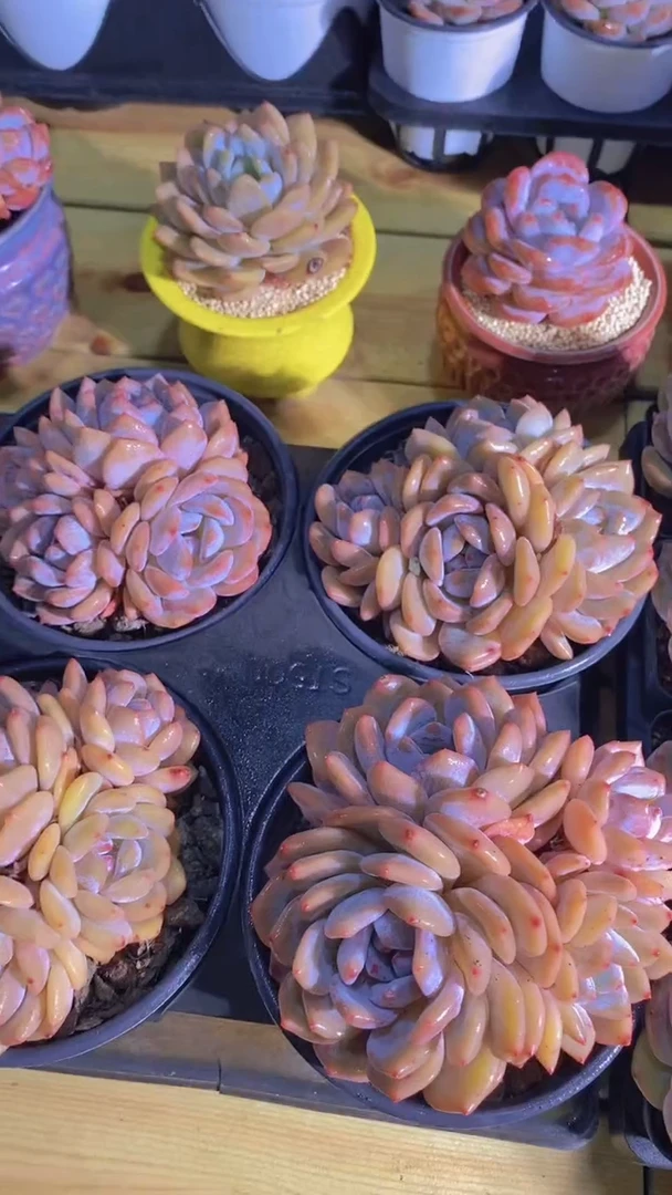 A388-橙梦露母本四头群脱土发（量拍）