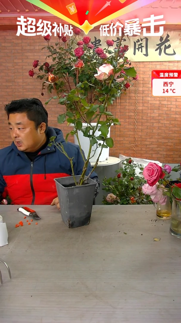 当前无花朵，栽培后可花朵乔伊斯