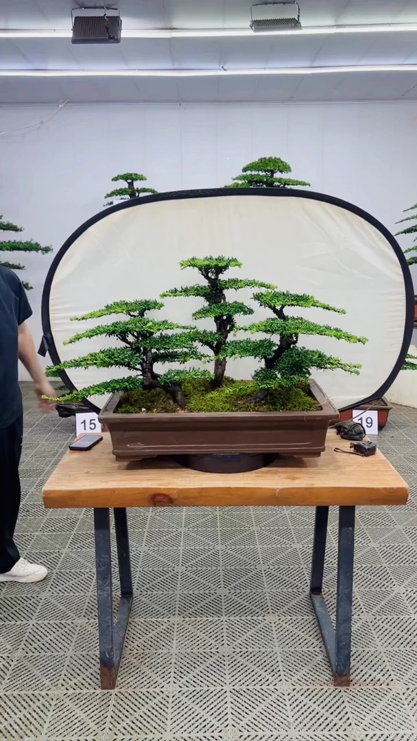 无花朵一物一拍一物一拍